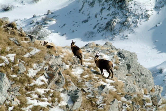 da Piano di Campitelli a Passo dei Monaci